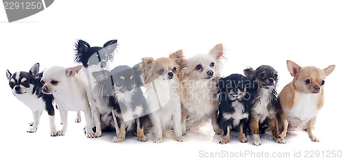 Image of nine chihuahuas