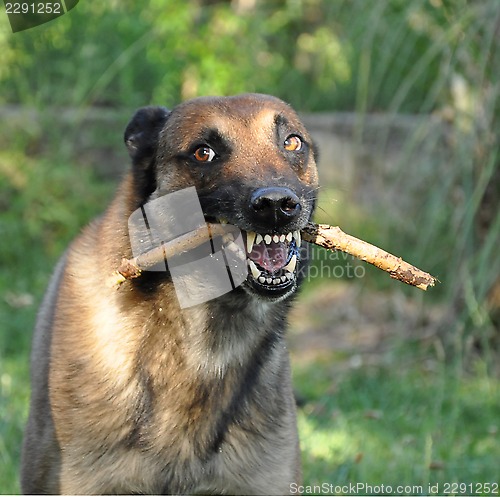 Image of angry malinois