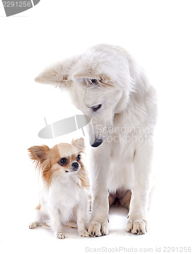 Image of Swiss shepherd and chihuahua