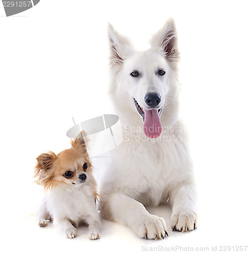 Image of Swiss shepherd and chihuahua