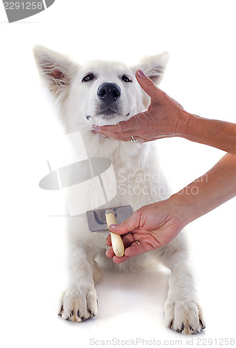 Image of grooming of Swiss shepherd 