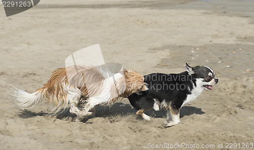 Image of chihuahua on the beach