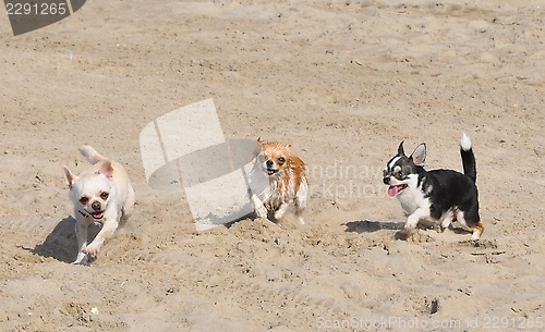 Image of chihuahuas on the beach