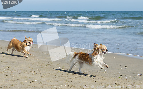 Image of chihuahuas on the beach