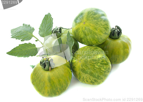Image of green zebra tomatoes