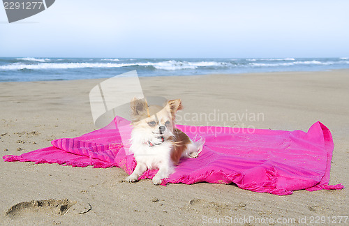 Image of chihuahua on the beach