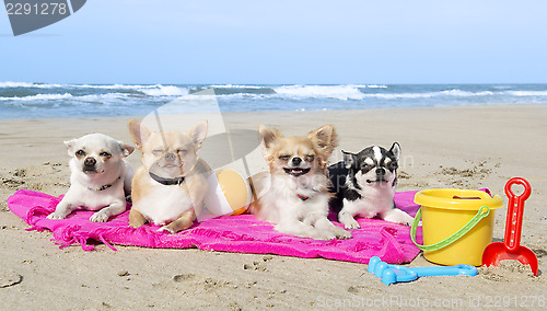 Image of chihuahuas on the beach