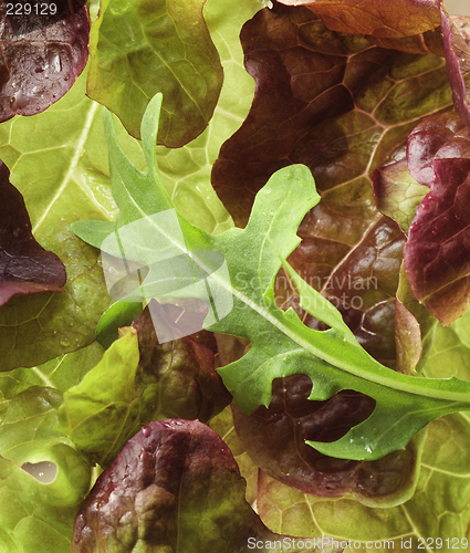 Image of Lettuce close-up
