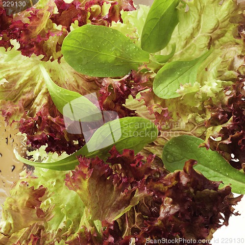 Image of Lettuce close-up