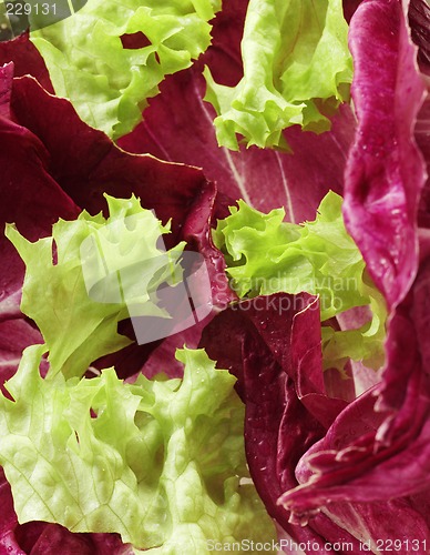 Image of Lettuce close-up
