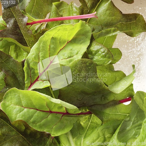 Image of Lettuce close-up