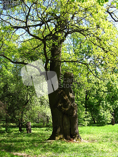 Image of Huge old oak with a wooden sculpture in it