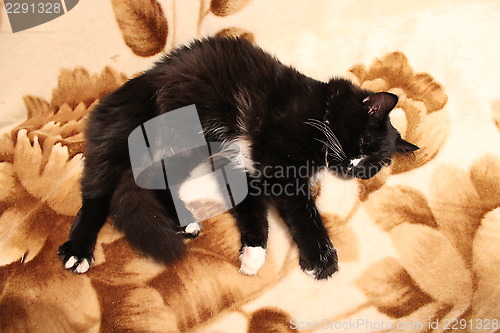 Image of black cat sleeps on a sofa