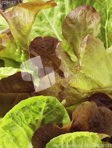 Image of Lettuce close-up