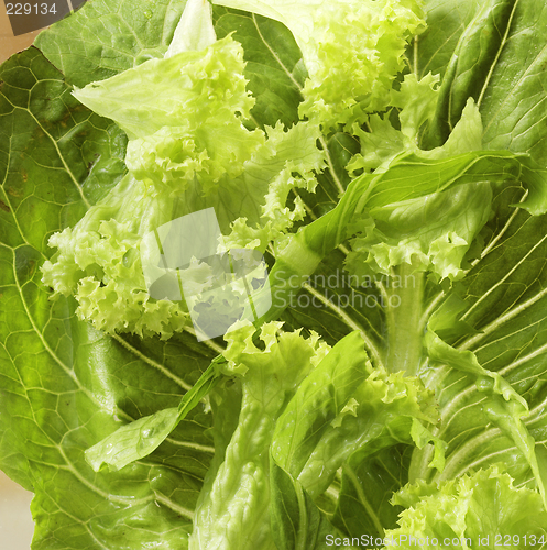 Image of Lettuce close-up