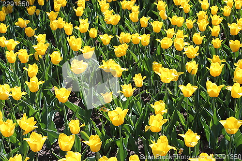 Image of yellow tulips on the flower-bed