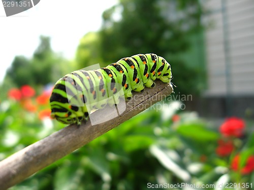 Image of Caterpillar of the butterfly  machaon on the stick