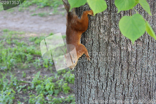 Image of squirrel climbing down on the tree in the park