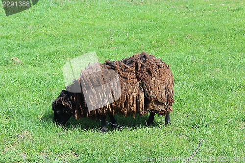 Image of sheep grazing on a grass