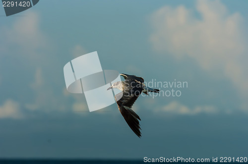 Image of seagull flying