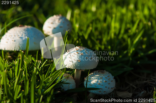 Image of Photo of Poisonous mushrooms in the garden.