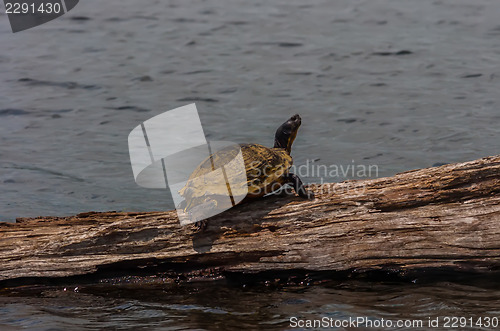 Image of Turtle Sunning Himself On A Log