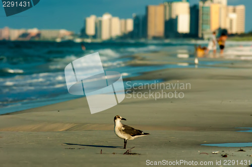 Image of destin florida beach scenes