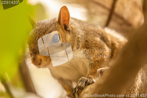 Image of curious squirrel