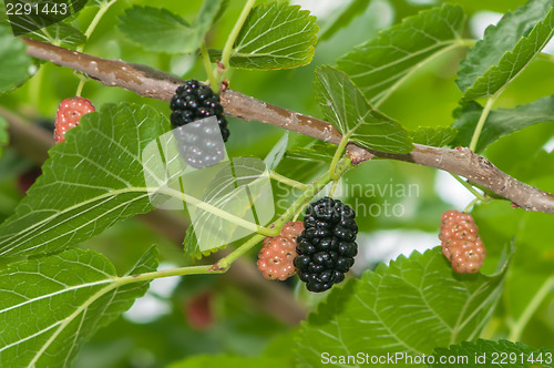 Image of Ripe mulberry on the branches