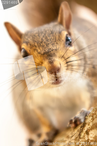 Image of curious squirrel