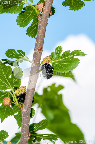 Image of Ripe mulberry on the branches