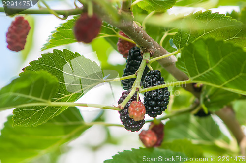 Image of Ripe mulberry on the branches