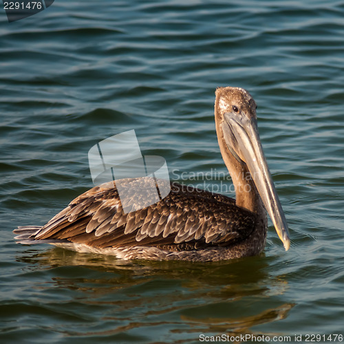 Image of brown pelican