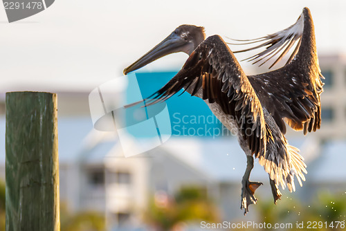 Image of brown pelican