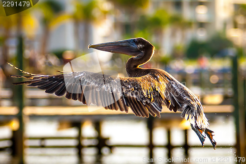 Image of brown pelican