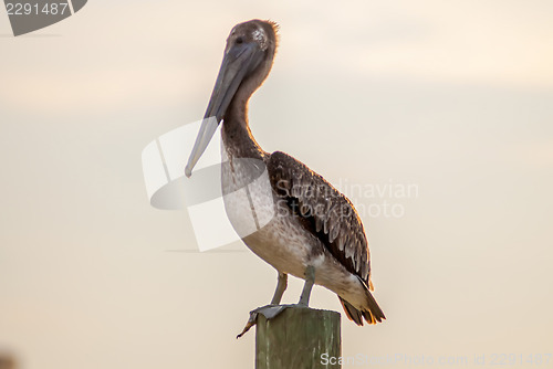 Image of brown pelican