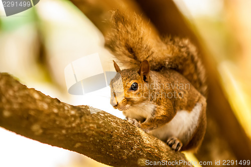 Image of curious squirrel