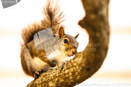 Image of curious squirrel