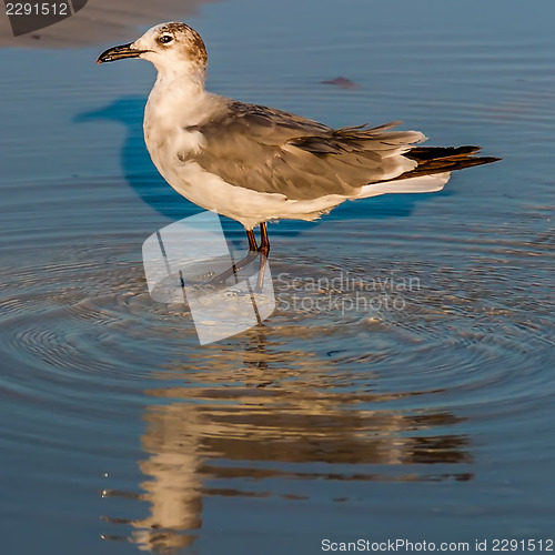 Image of closeup of a seagull walking by the foreshore