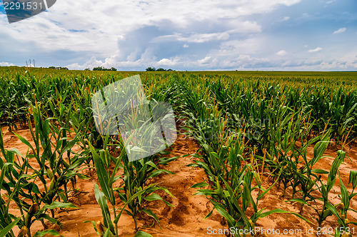 Image of ripe corn field