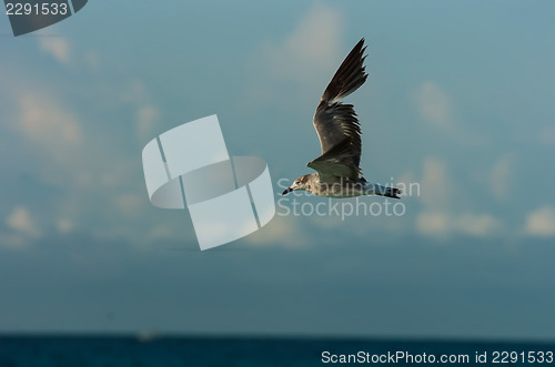 Image of seagull flying