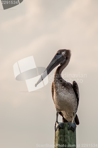 Image of brown pelican