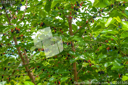 Image of Ripe mulberry on the branches