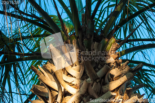 Image of palm tree