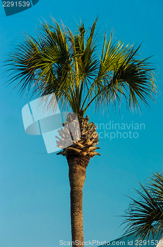 Image of palm tree