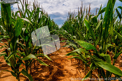 Image of ripe corn field