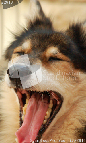 Image of yawning dog