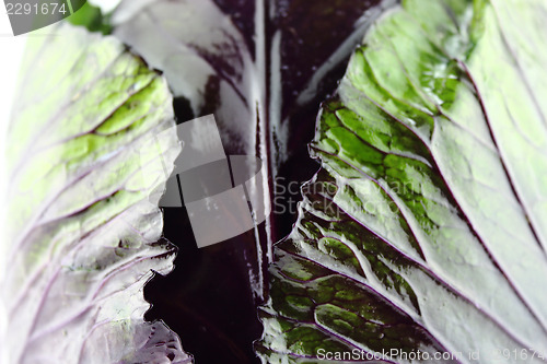Image of fresh red cabbage