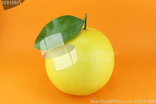 Image of Grapefruit