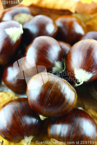 Image of Sweet chestnuts